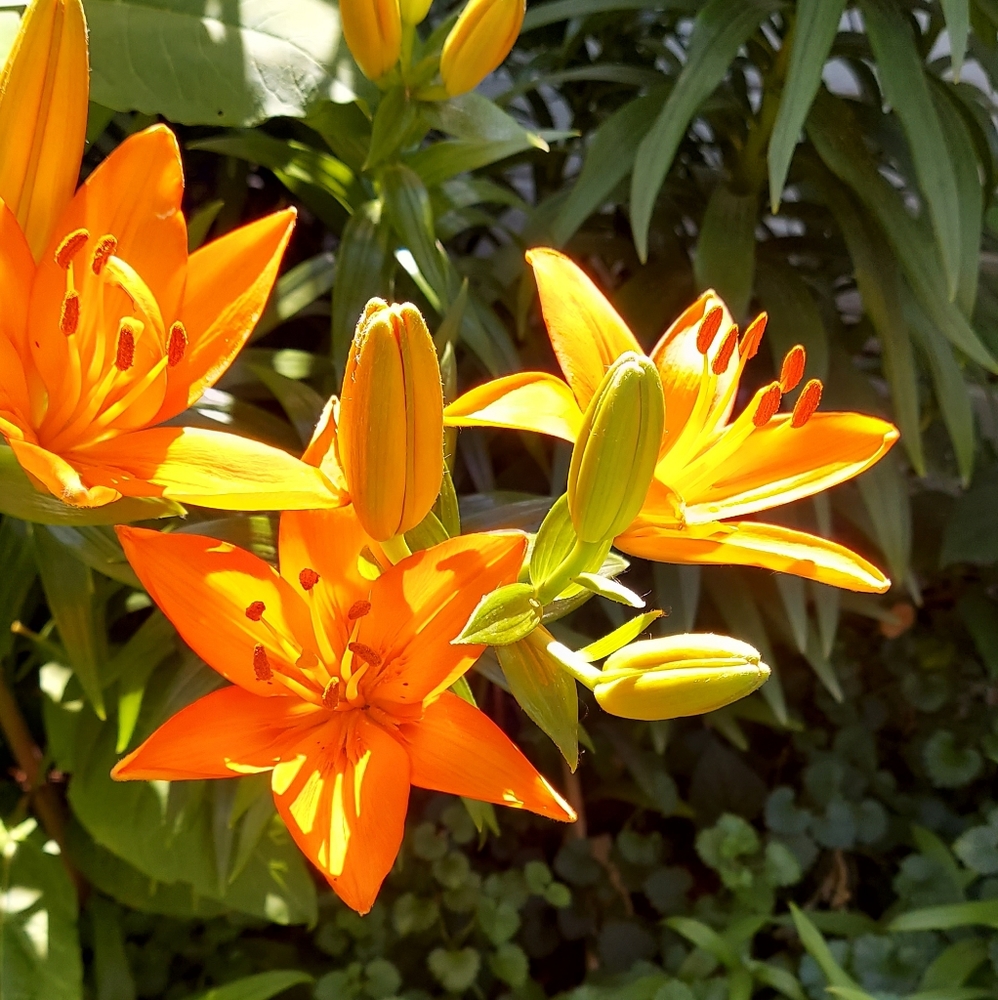 Meet your Posher, Linda